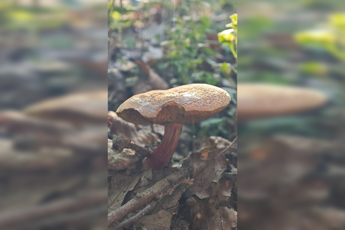 FOTO: Prvé jesenné úlovky hubárov z Nitrianskeho kraja, foto 5