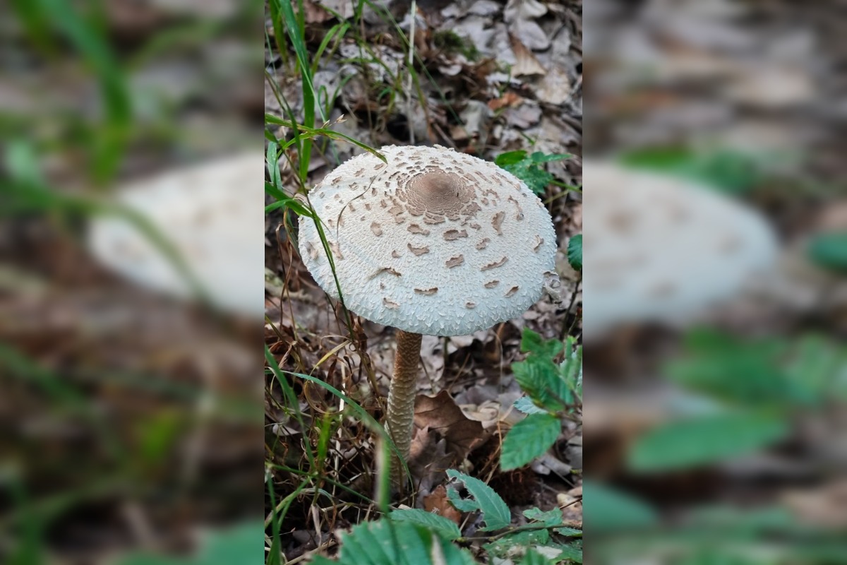 FOTO: Prvé jesenné úlovky hubárov z Nitrianskeho kraja, foto 6