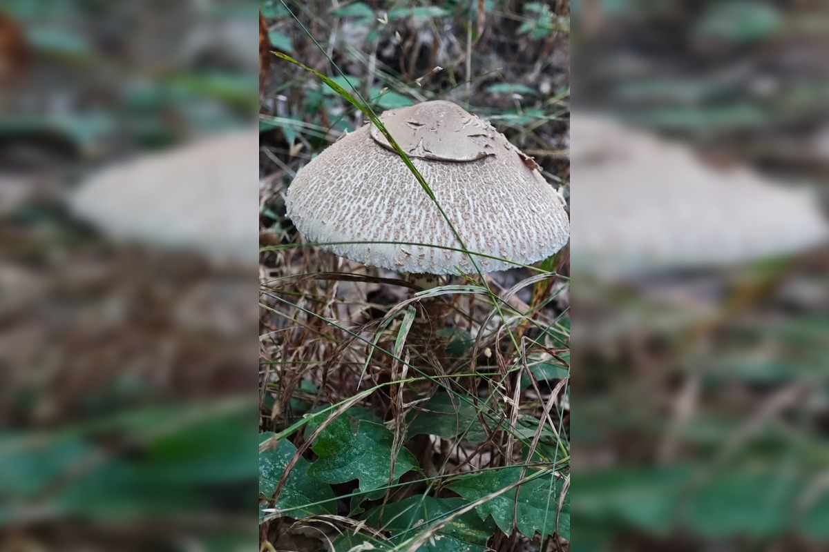 FOTO: Prvé jesenné úlovky hubárov z Nitrianskeho kraja, foto 7