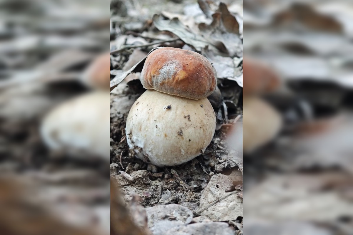 FOTO: Prvé jesenné úlovky hubárov z Nitrianskeho kraja, foto 8