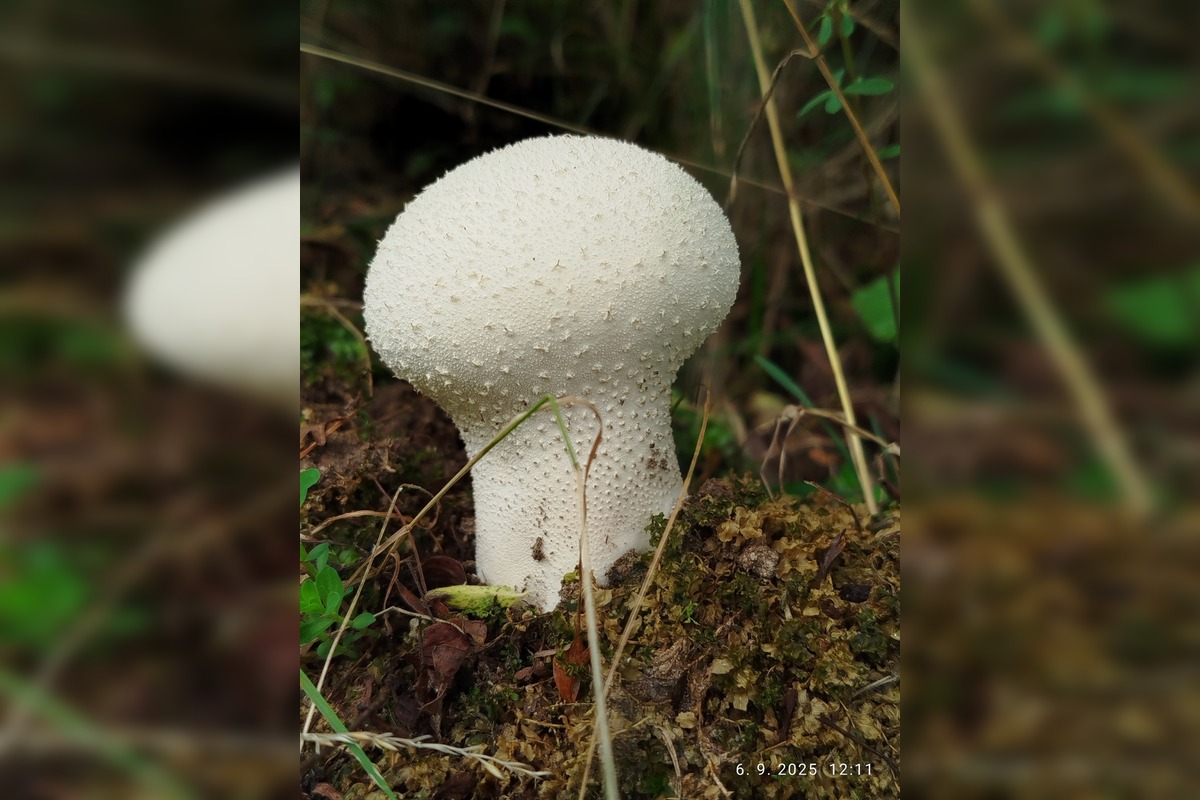 FOTO: Prvé jesenné úlovky hubárov z Nitrianskeho kraja, foto 9