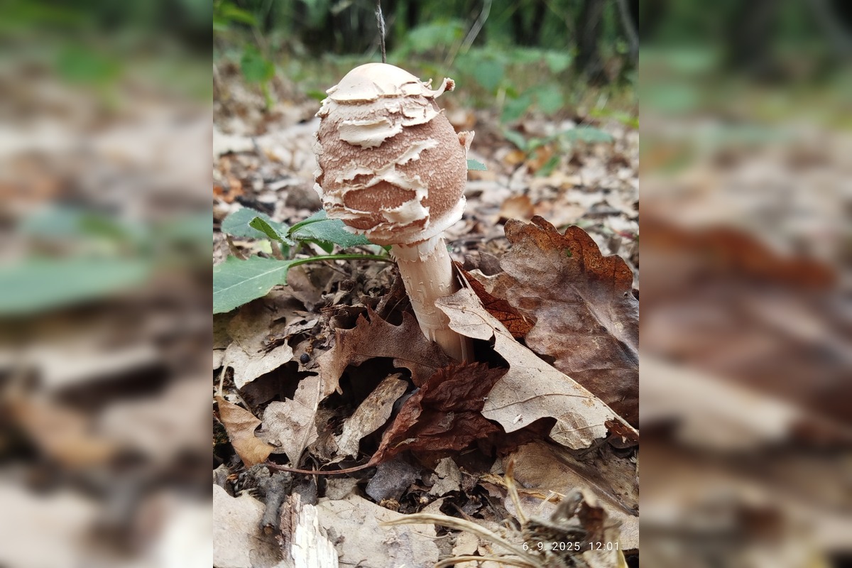 FOTO: Prvé jesenné úlovky hubárov z Nitrianskeho kraja, foto 10