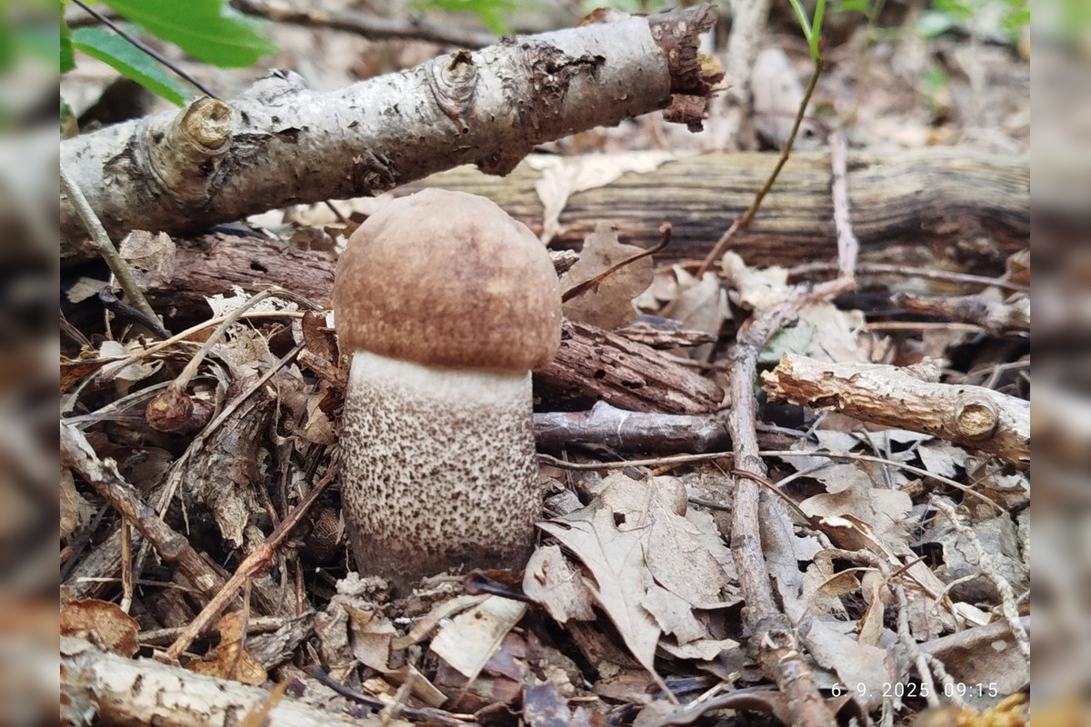 FOTO: Prvé jesenné úlovky hubárov z Nitrianskeho kraja, foto 11