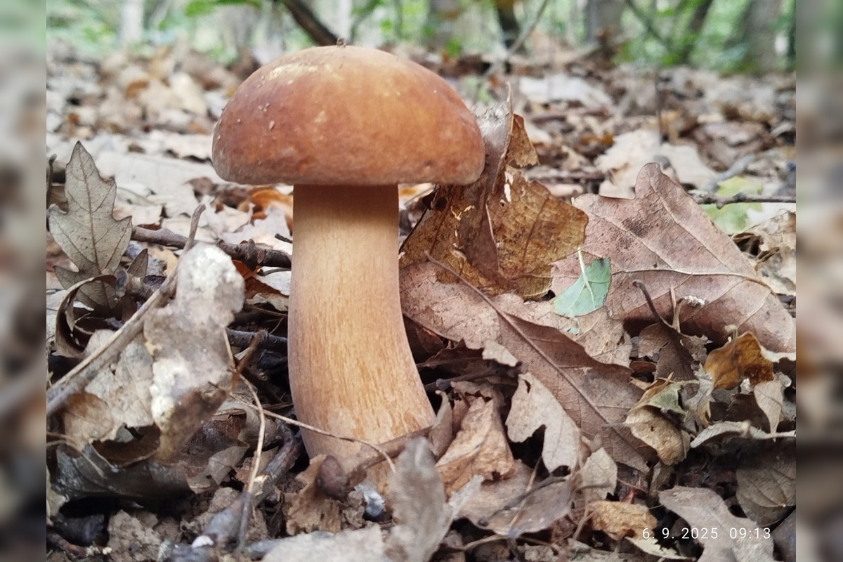 FOTO: Prvé jesenné úlovky hubárov z Nitrianskeho kraja, foto 12