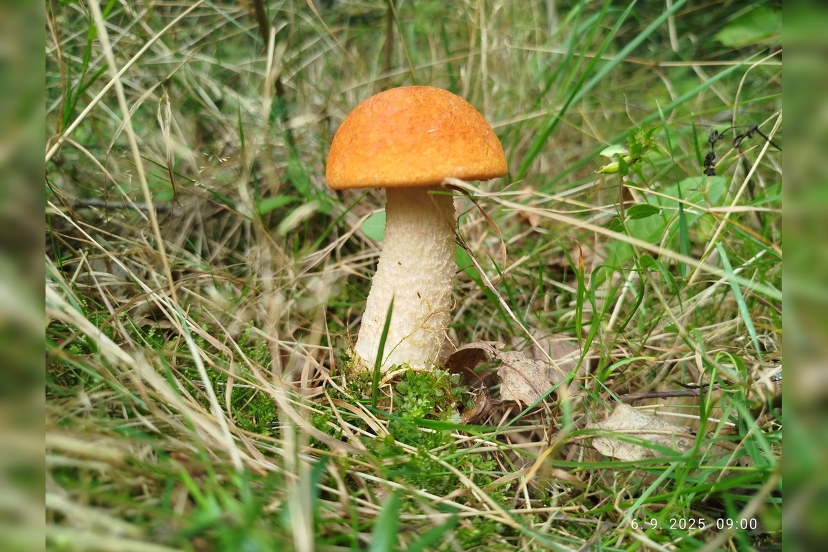 FOTO: Prvé jesenné úlovky hubárov z Nitrianskeho kraja, foto 13