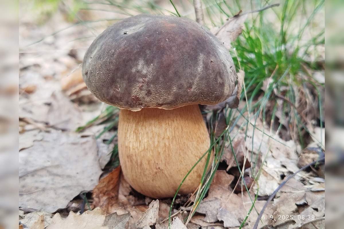 FOTO: Prvé jesenné úlovky hubárov z Nitrianskeho kraja, foto 14