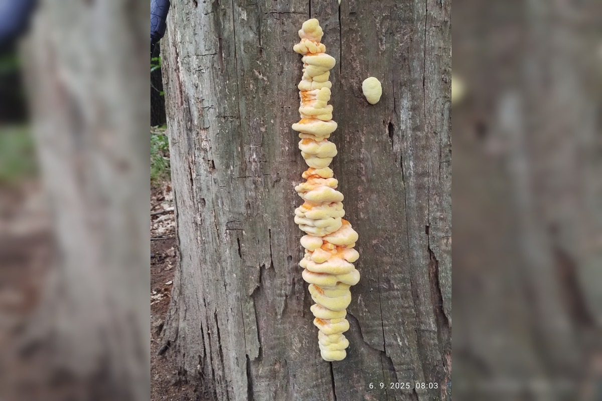 FOTO: Prvé jesenné úlovky hubárov z Nitrianskeho kraja, foto 15