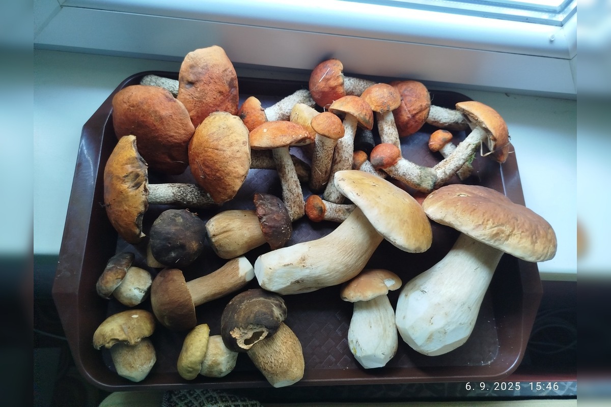 FOTO: Prvé jesenné úlovky hubárov z Nitrianskeho kraja, foto 1