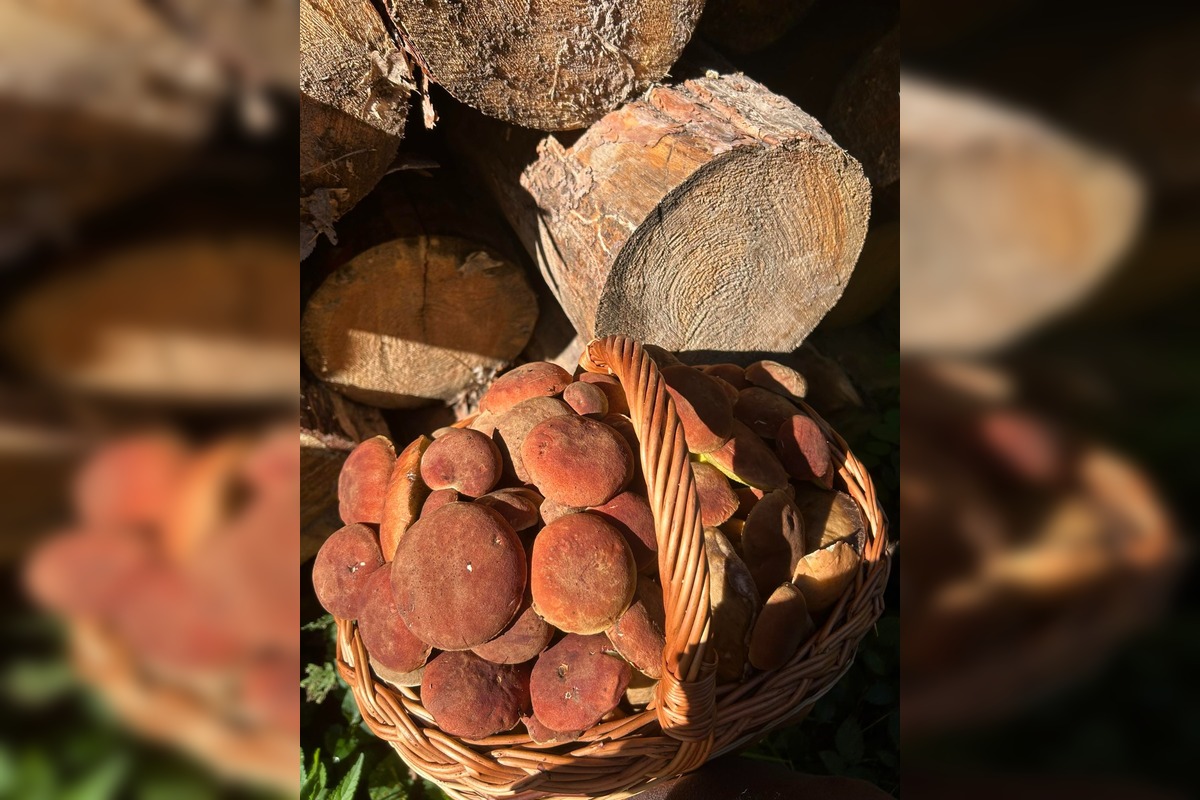 FOTO: Huby rastú ako divé aj v Nitrianskom kraji, foto 1