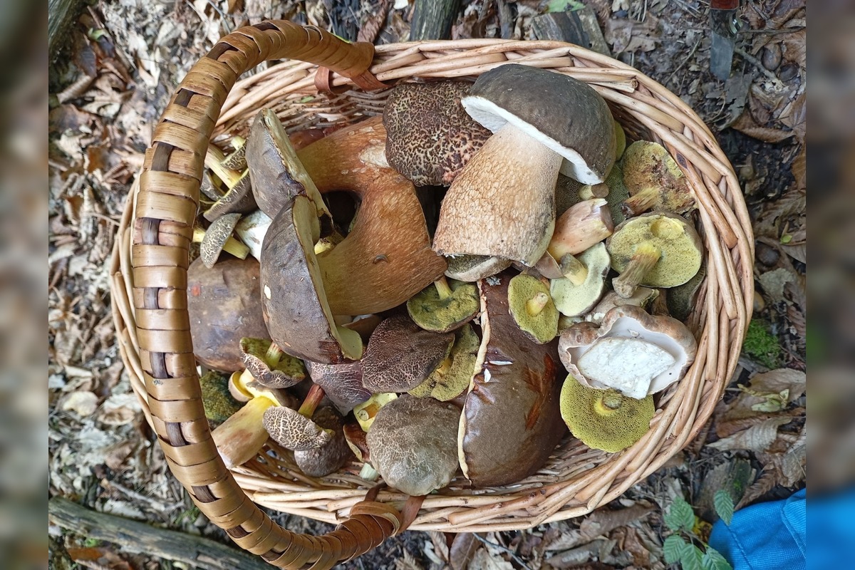 FOTO: Huby rastú ako divé aj v Nitrianskom kraji, foto 2