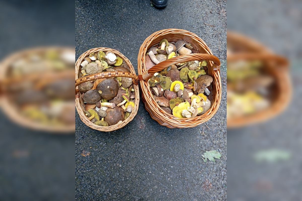 FOTO: Huby rastú ako divé aj v Nitrianskom kraji, foto 3