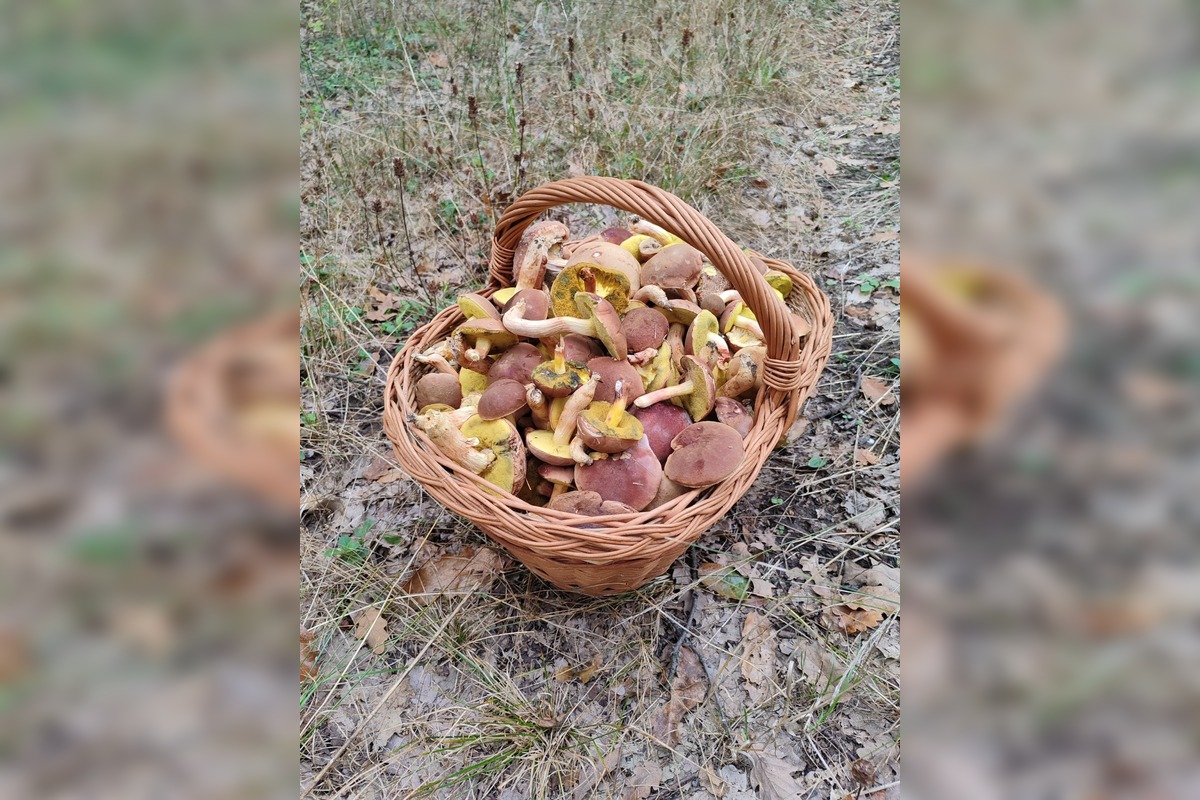 FOTO: Huby rastú ako divé aj v Nitrianskom kraji, foto 4