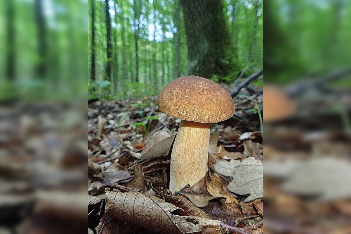 FOTO: Huby rastú ako divé aj v Nitrianskom kraji, foto 5