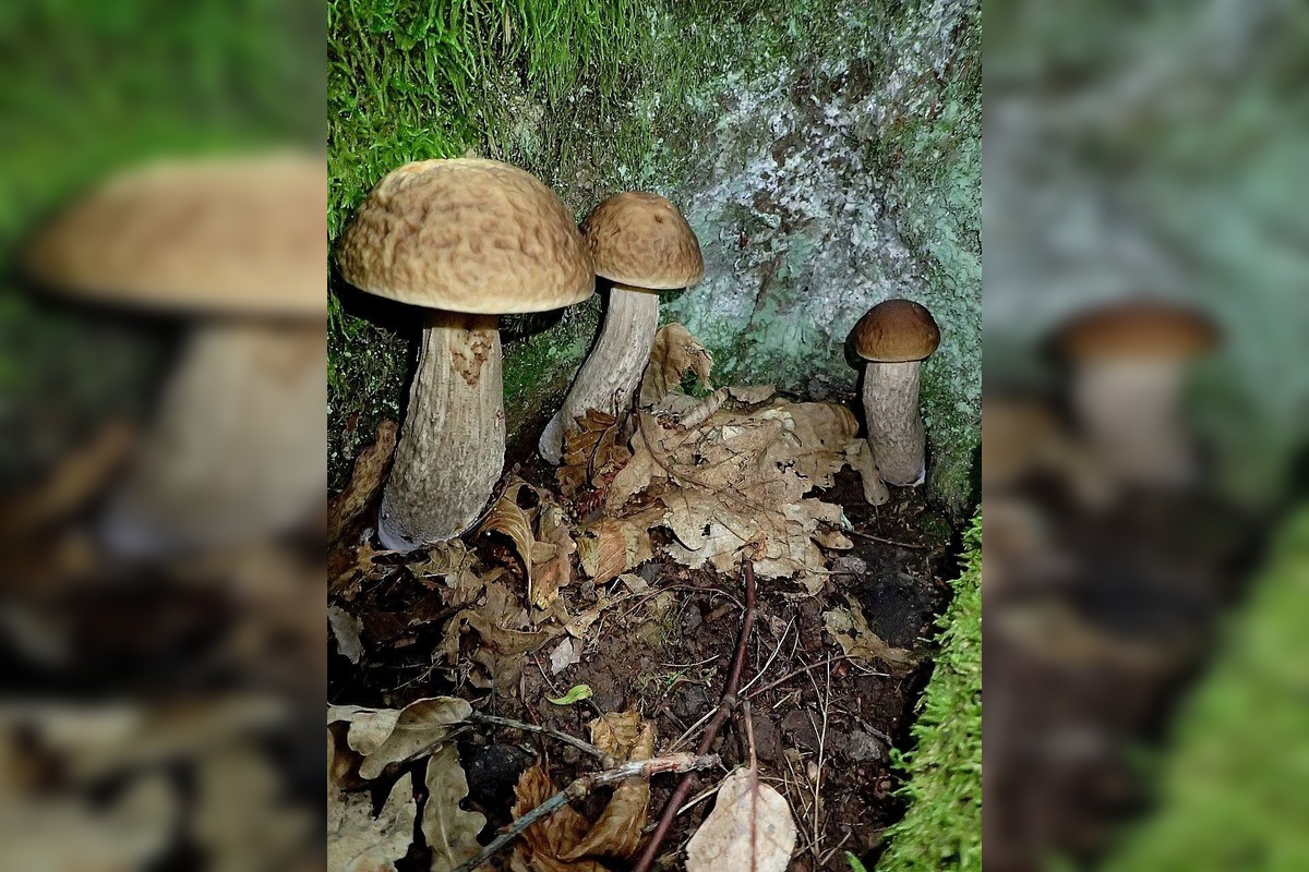 FOTO: Huby rastú ako divé aj v Nitrianskom kraji, foto 6