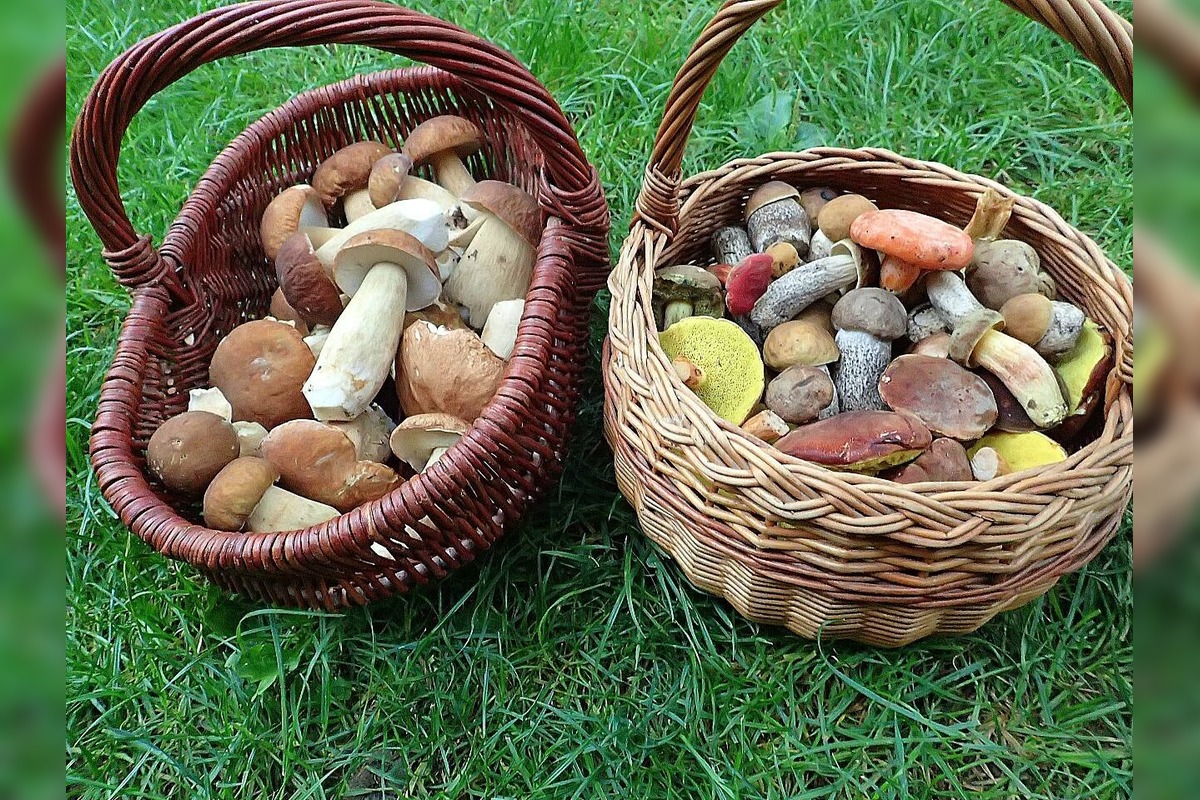 FOTO: Huby rastú ako divé aj v Nitrianskom kraji, foto 7