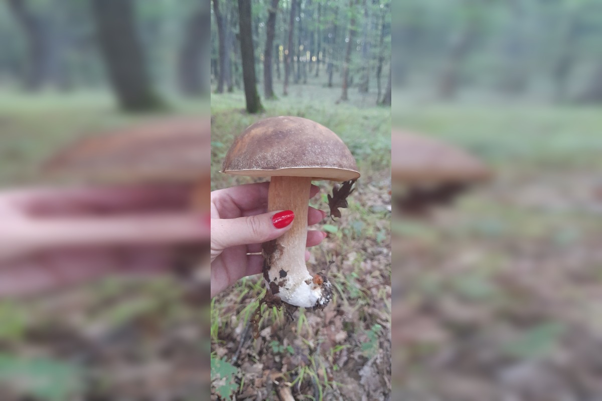 FOTO: Huby rastú ako divé aj v Nitrianskom kraji, foto 8