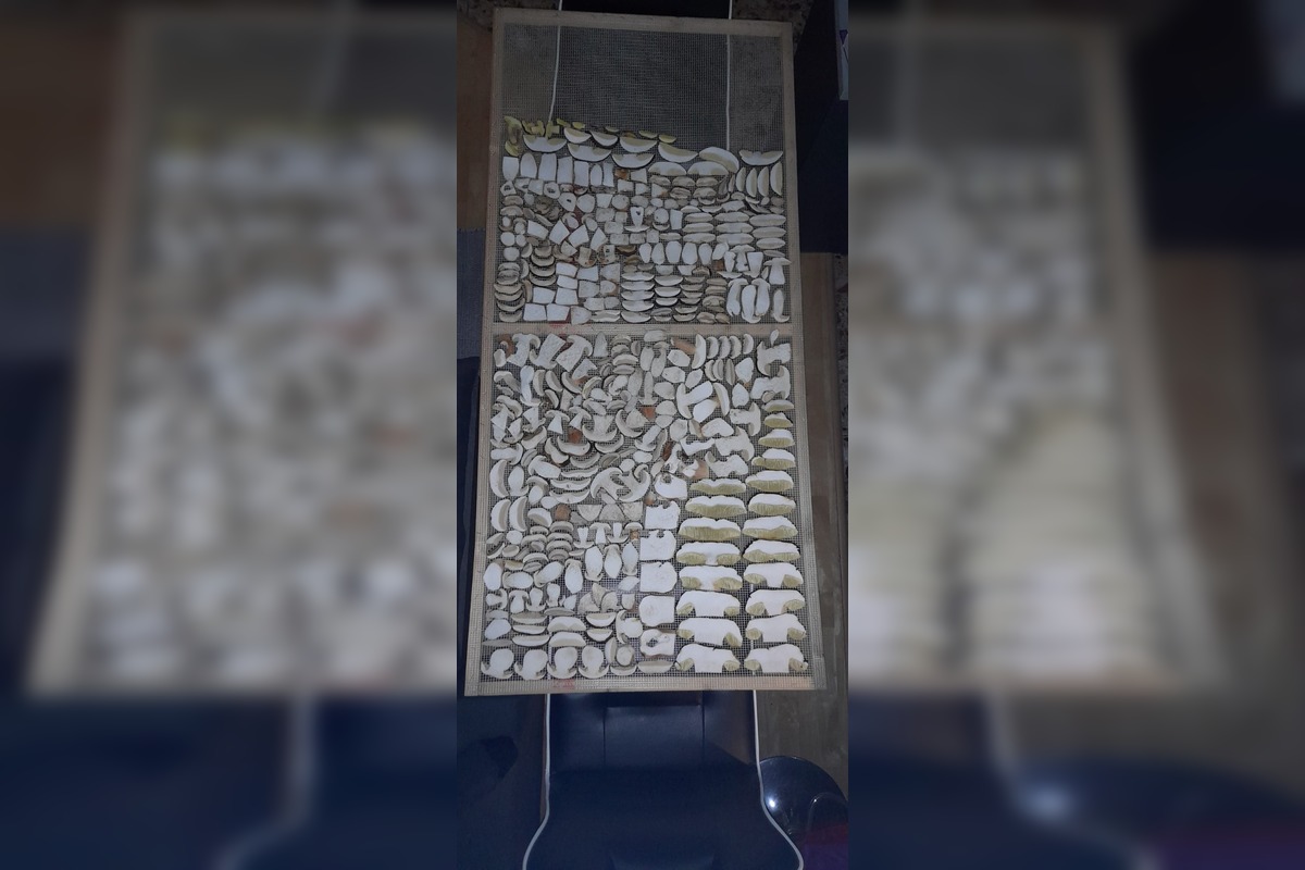 FOTO: Huby rastú ako divé aj v Nitrianskom kraji, foto 9