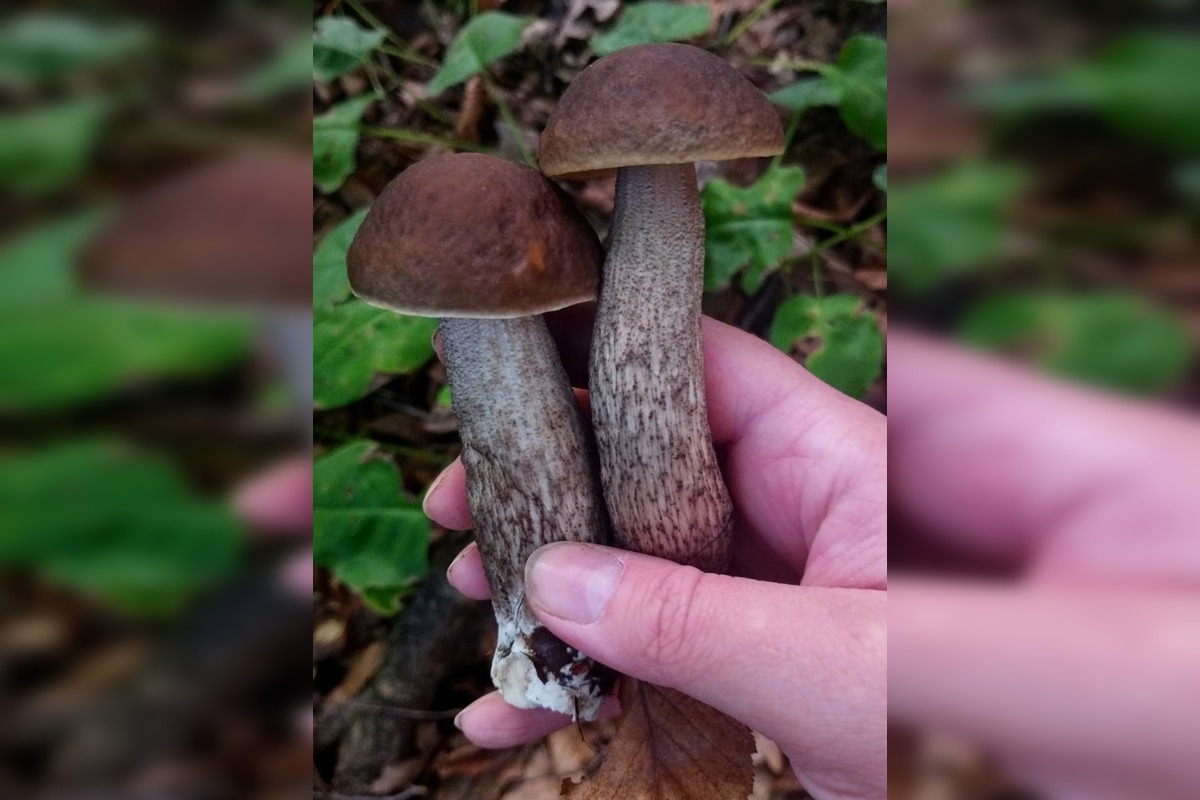 FOTO: Huby rastú ako divé aj v Nitrianskom kraji, foto 10