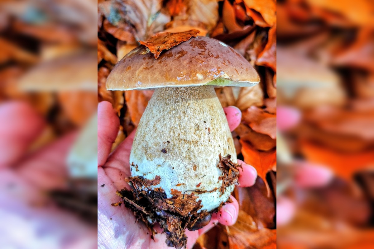 FOTO: Huby rastú ako divé aj v Nitrianskom kraji, foto 11