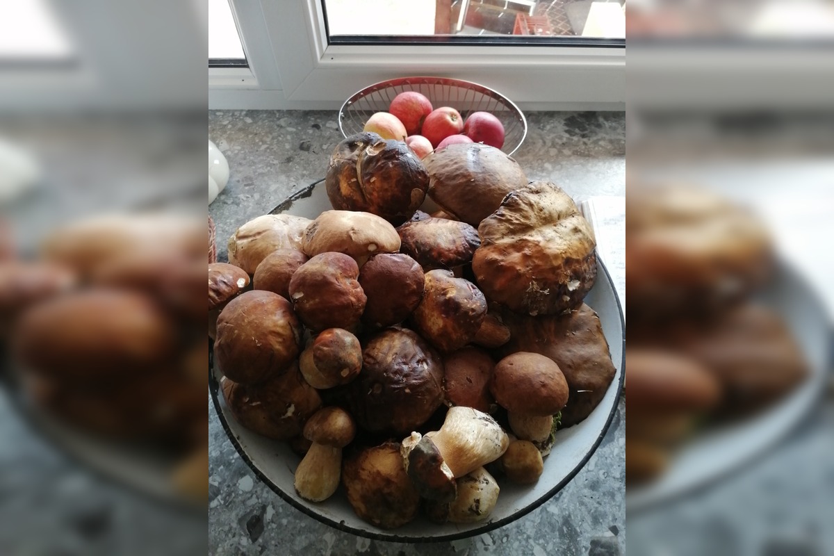 FOTO: Huby rastú ako divé aj v Nitrianskom kraji, foto 12