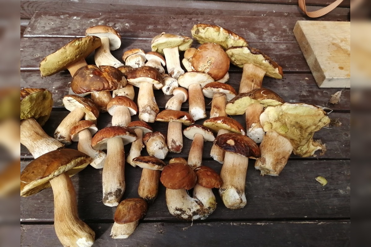 FOTO: Huby rastú ako divé aj v Nitrianskom kraji, foto 13