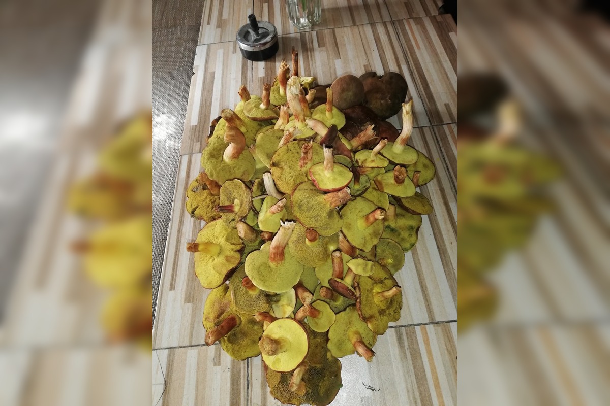 FOTO: Huby rastú ako divé aj v Nitrianskom kraji, foto 14