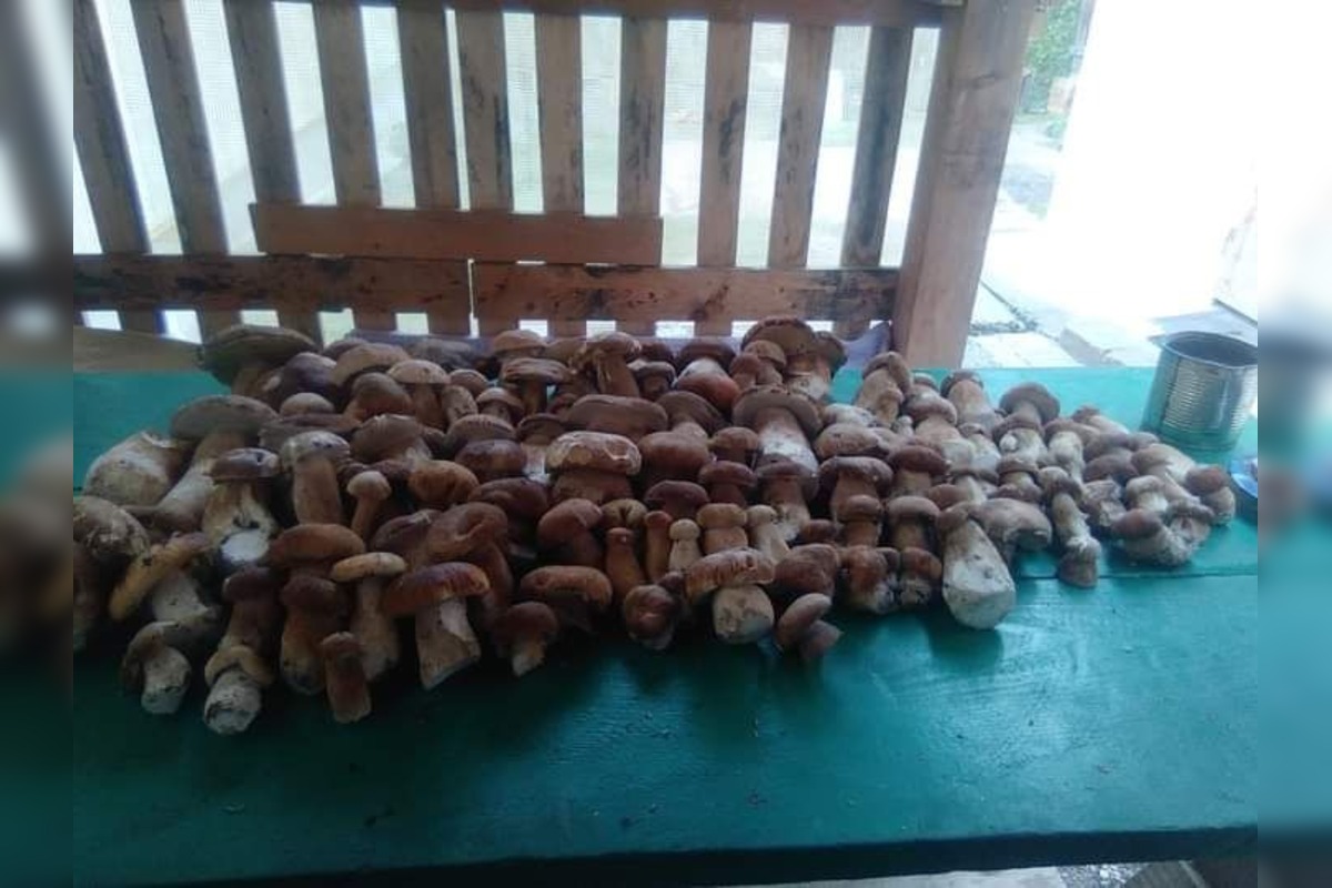 FOTO: Huby rastú ako divé aj v Nitrianskom kraji, foto 15