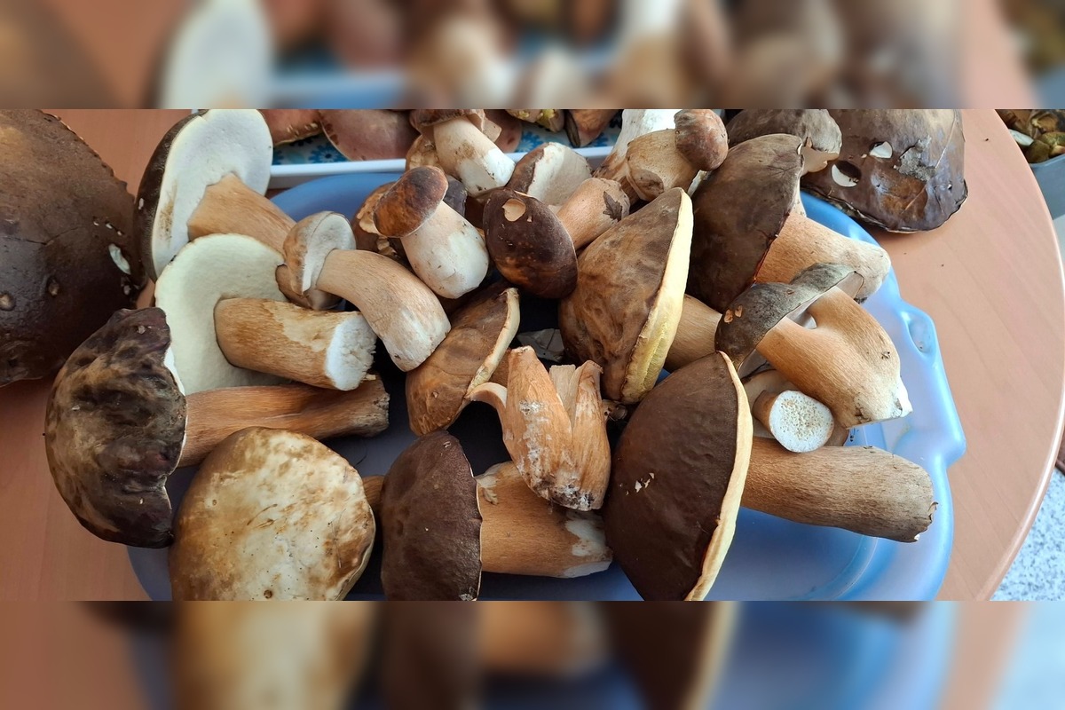 FOTO: Huby rastú ako divé aj v Nitrianskom kraji, foto 16