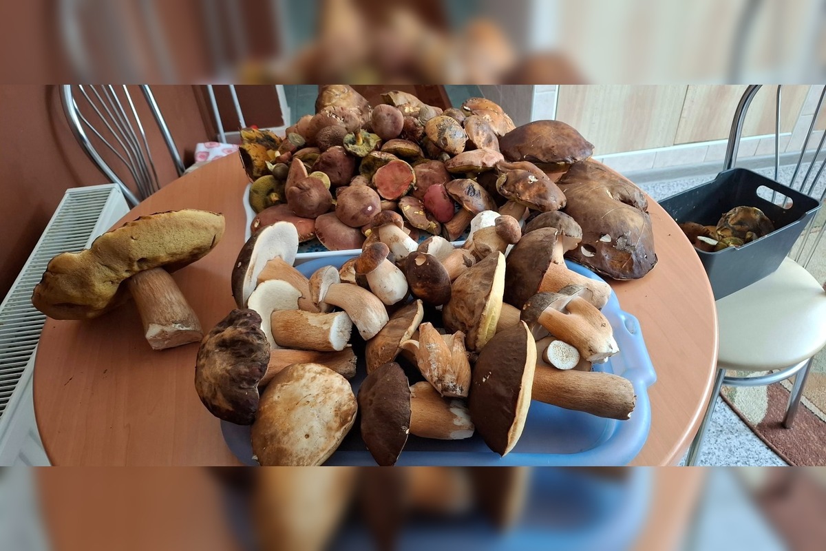 FOTO: Huby rastú ako divé aj v Nitrianskom kraji, foto 17