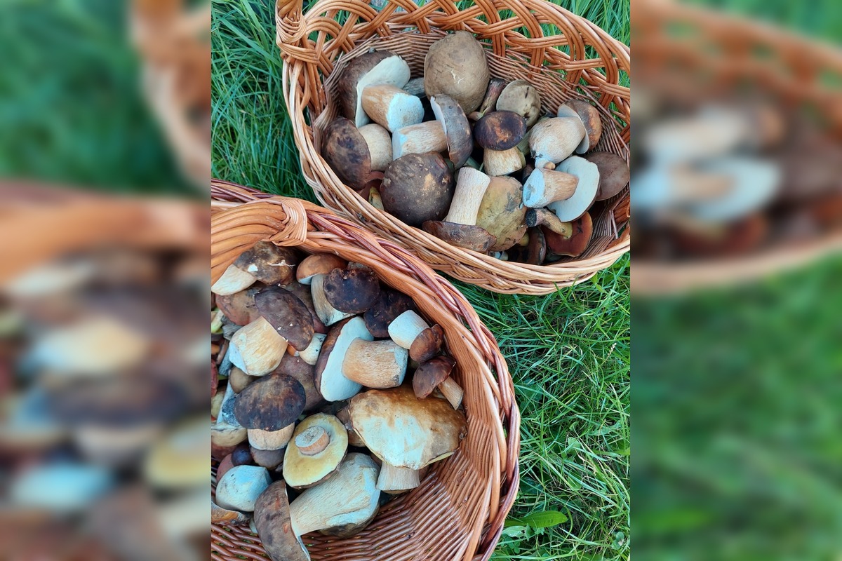 FOTO: Huby rastú ako divé aj v Nitrianskom kraji, foto 18