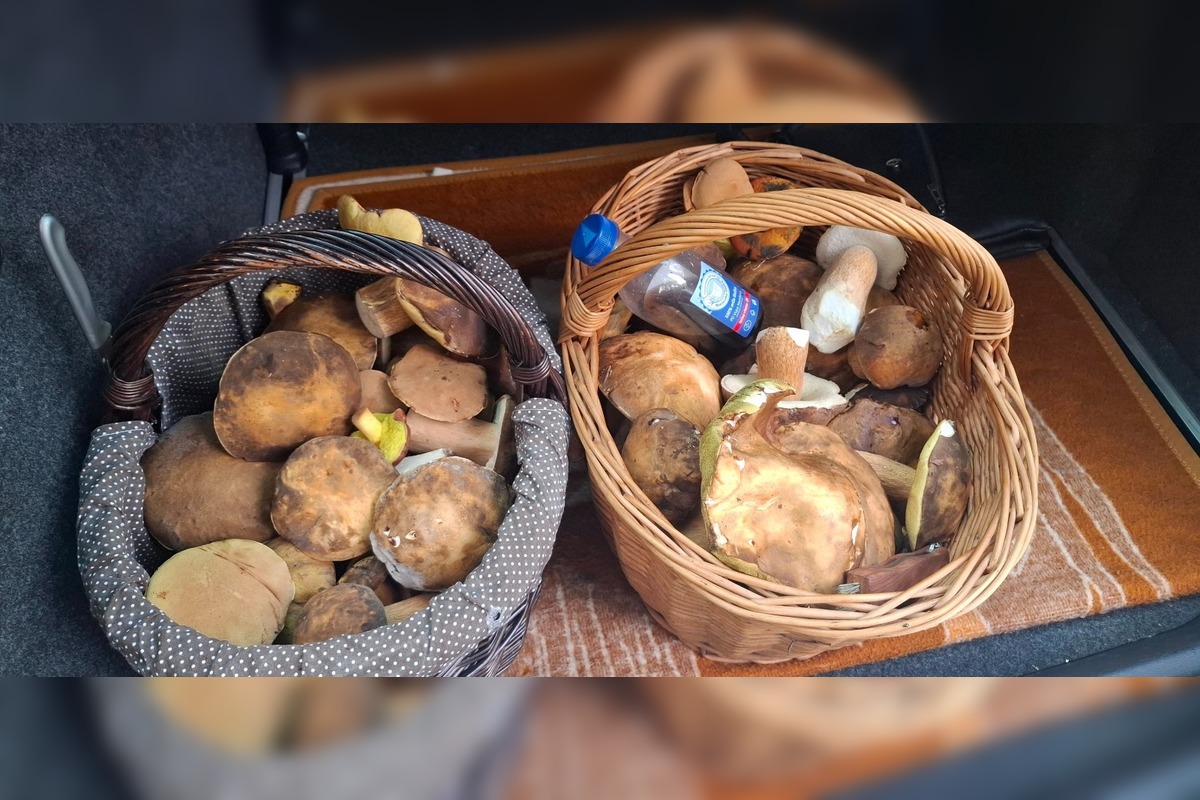 FOTO: Huby rastú ako divé aj v Nitrianskom kraji, foto 19