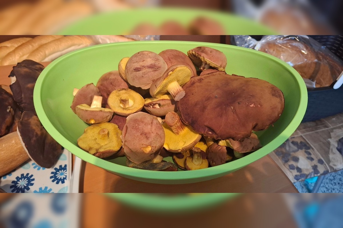 FOTO: Huby rastú ako divé aj v Nitrianskom kraji, foto 20