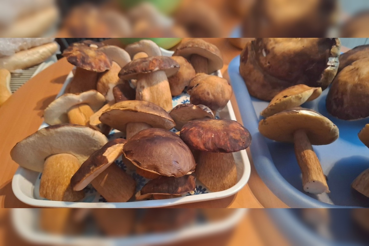 FOTO: Huby rastú ako divé aj v Nitrianskom kraji, foto 21