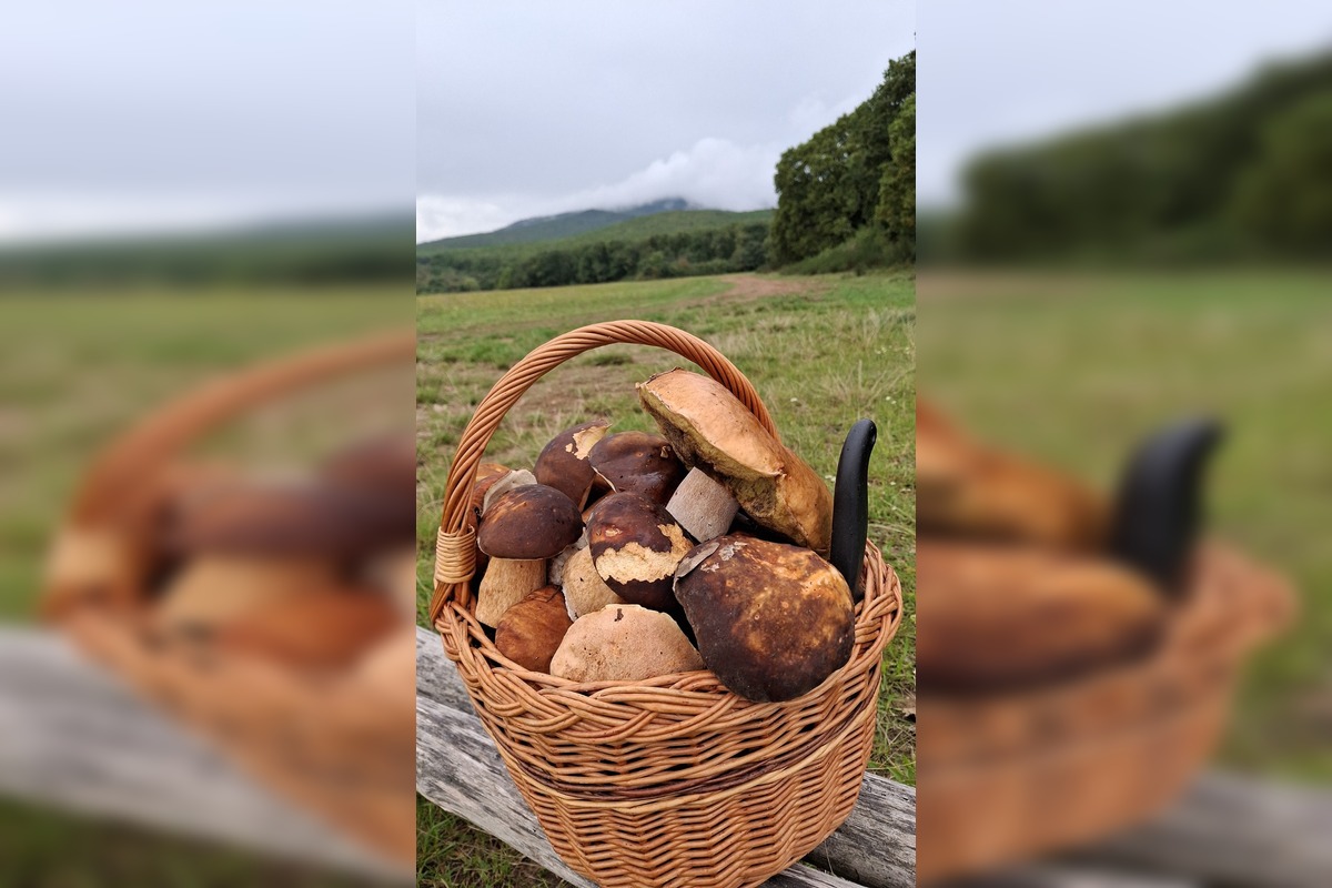 FOTO: Huby rastú ako divé aj v Nitrianskom kraji, foto 22