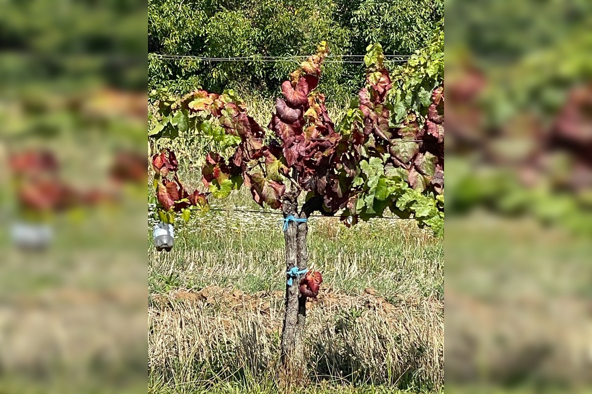 FOTO: V okresoch Nitrianskeho kraja potvrdili zlaté žltnutie viniča, platí karanténa , foto 1