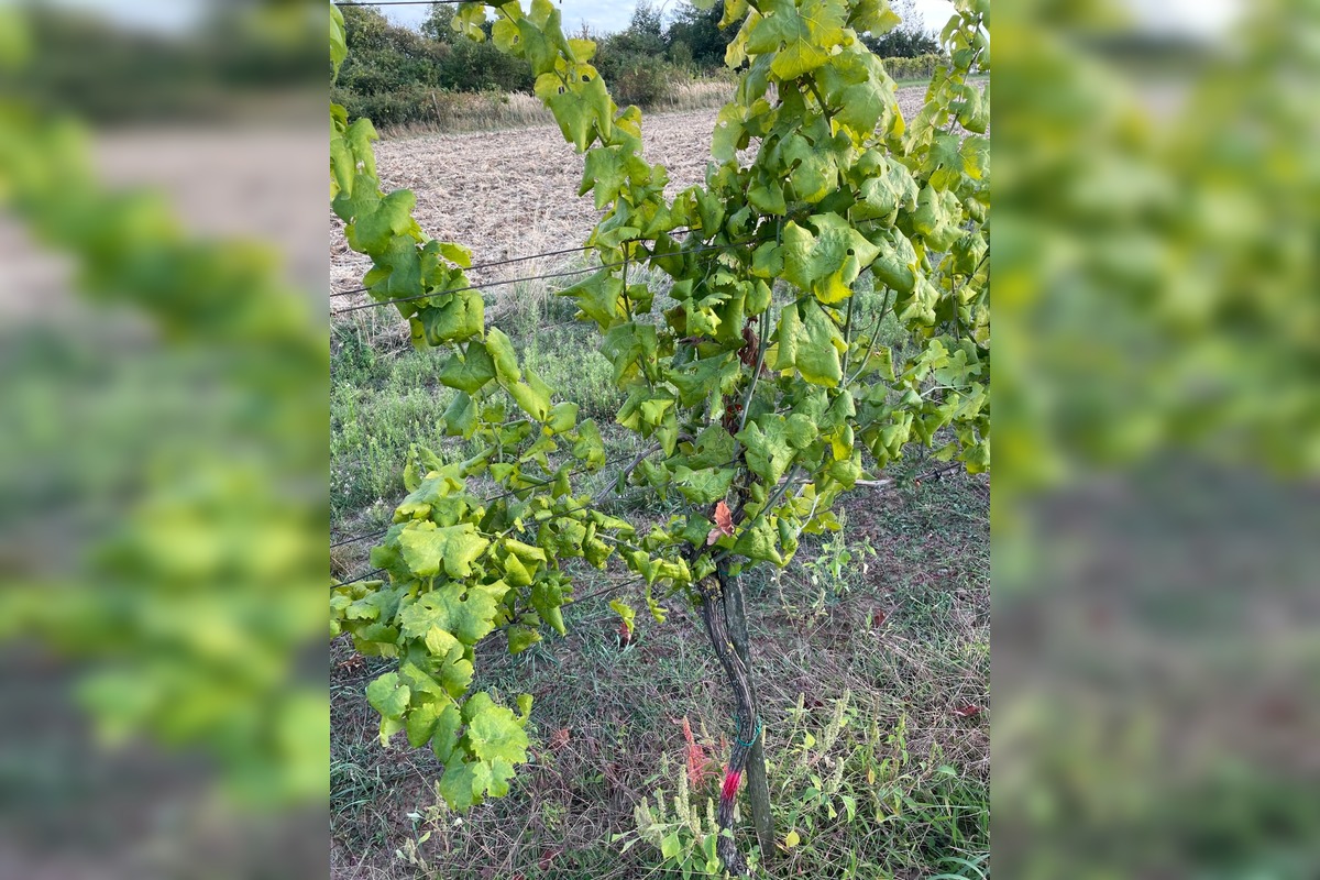 FOTO: V okresoch Nitrianskeho kraja potvrdili zlaté žltnutie viniča, platí karanténa , foto 2