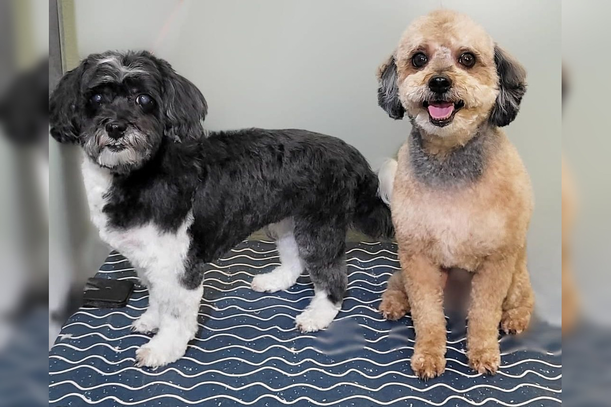 FOTO: Psíčkari sa podelil s fotkami svojich miláčikov, foto 11