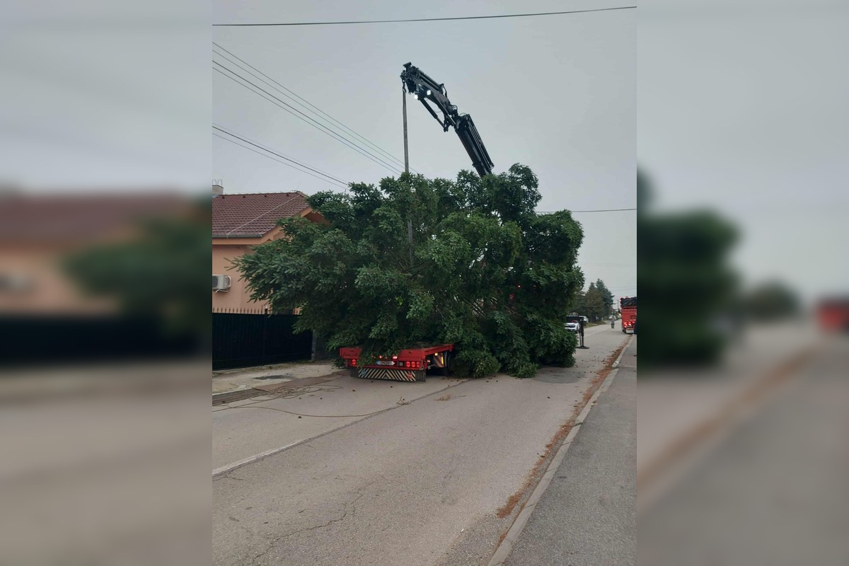 FOTO: Vianočný stromček úspešne dorazil do Topoľčian, doviezli ho z neďalekej obce, foto 2