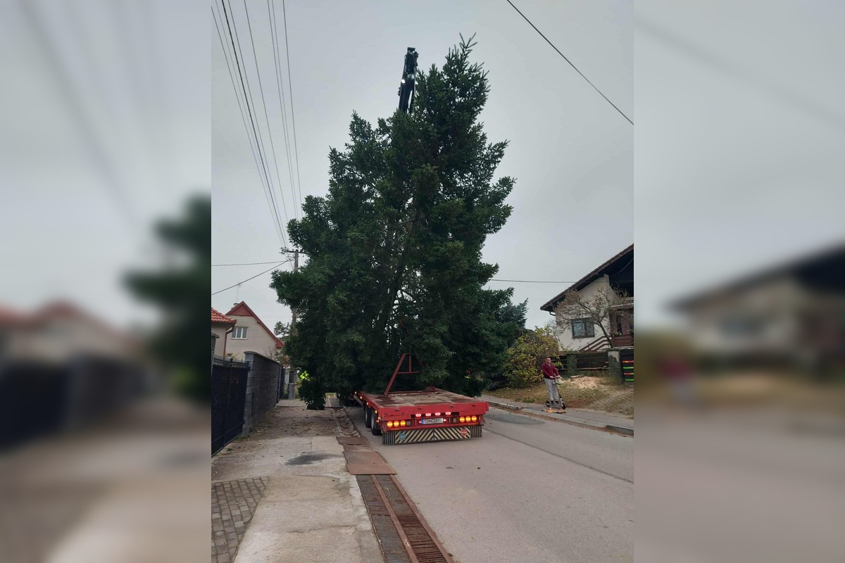 FOTO: Vianočný stromček úspešne dorazil do Topoľčian, doviezli ho z neďalekej obce, foto 4
