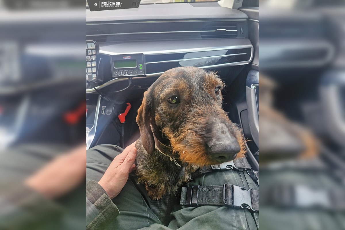 FOTO: Stratená jazvečíčka Fara napáchala na ceste R1 poriadny rozruch, foto 1