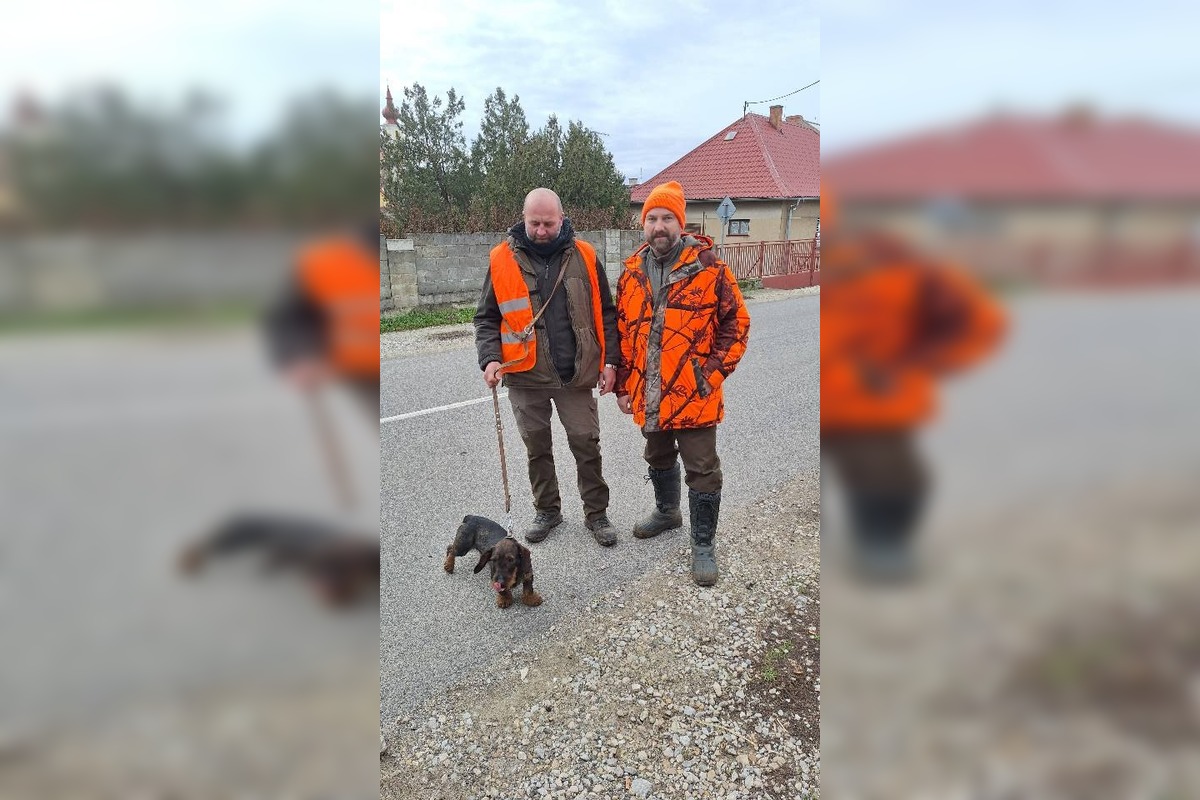 FOTO: Stratená jazvečíčka Fara napáchala na ceste R1 poriadny rozruch, foto 2