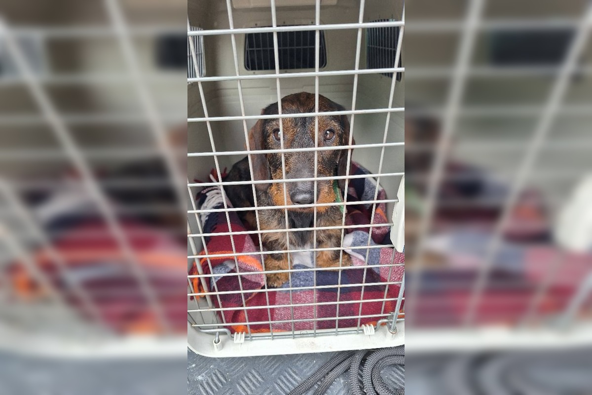 FOTO: Stratená jazvečíčka Fara napáchala na ceste R1 poriadny rozruch, foto 3