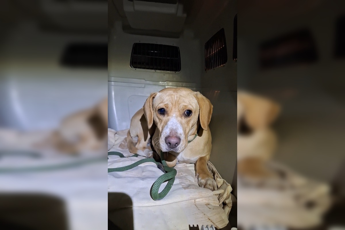 FOTO: Útulok v Nitre sa podelil so smutným osudom psíka z horiaceho domu. Pomôcť môžete aj vy, foto 1