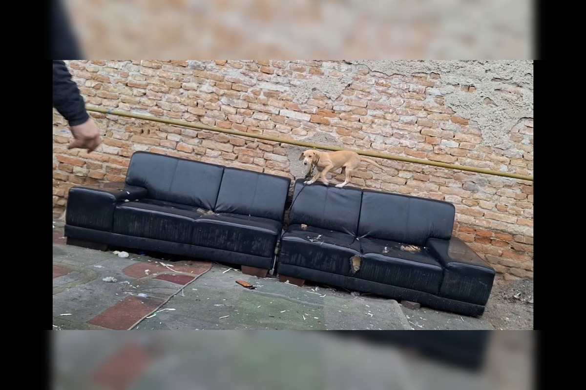 FOTO: Útulok v Nitre sa podelil so smutným osudom psíka z horiaceho domu. Pomôcť môžete aj vy, foto 2