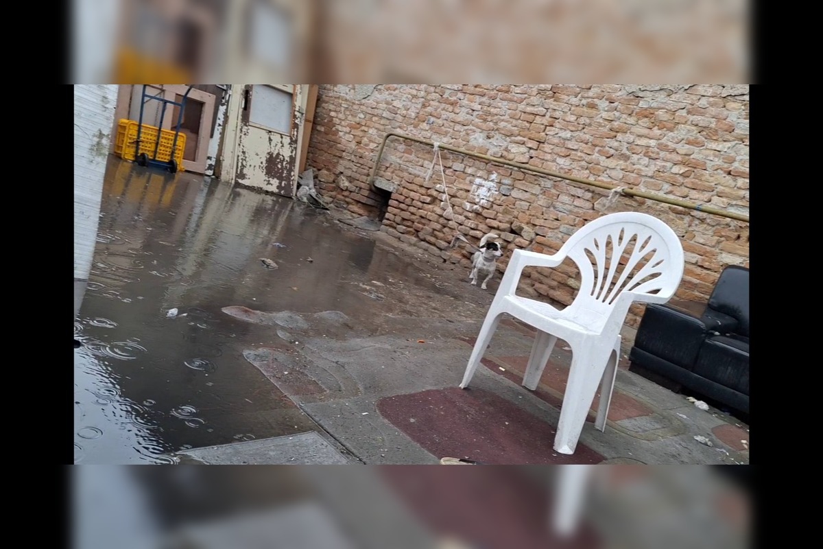 FOTO: Útulok v Nitre sa podelil so smutným osudom psíka z horiaceho domu. Pomôcť môžete aj vy, foto 3