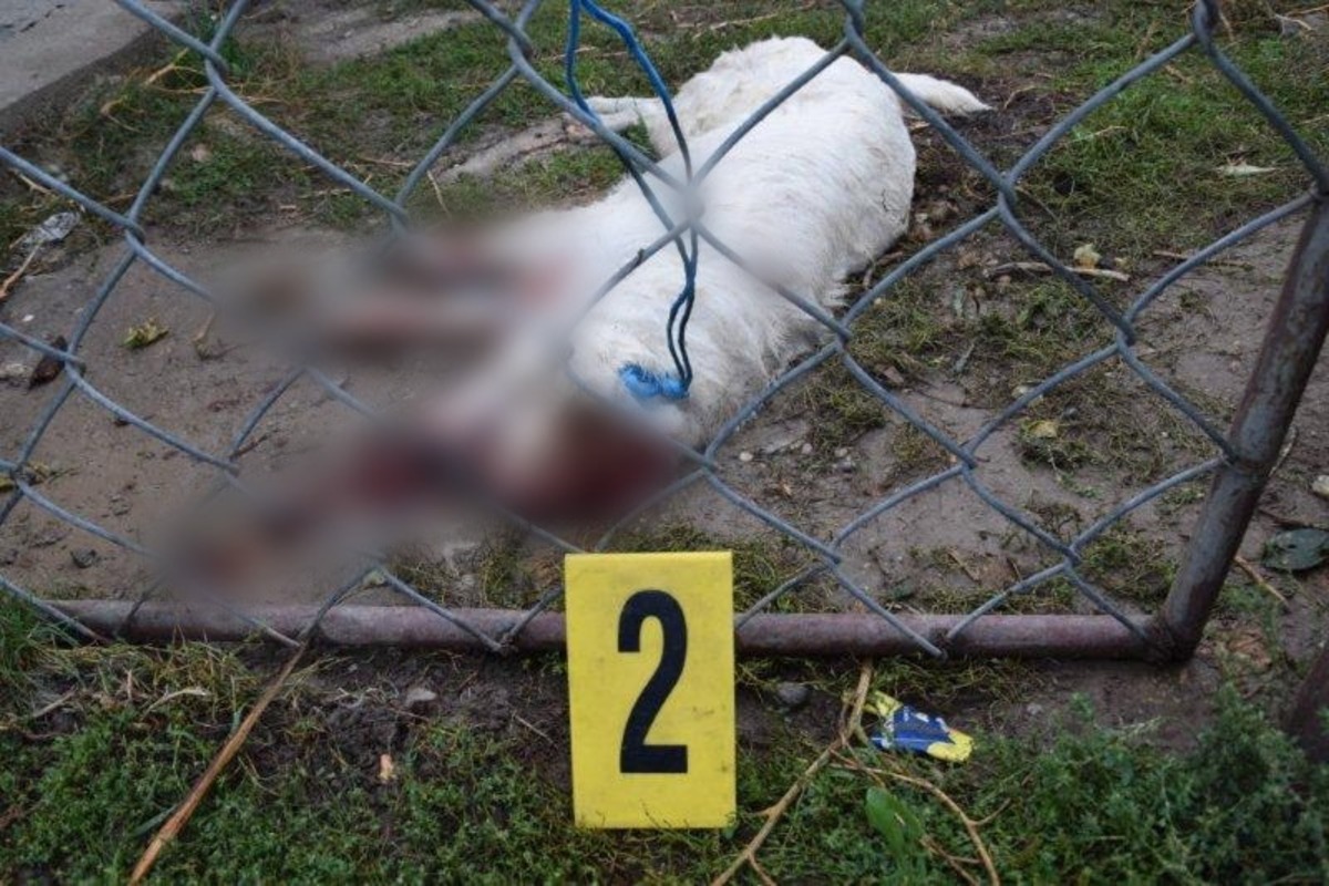 FOTO: Muž zo Svodína utýral svojho psa na smrť, už ho obvinili, foto 1