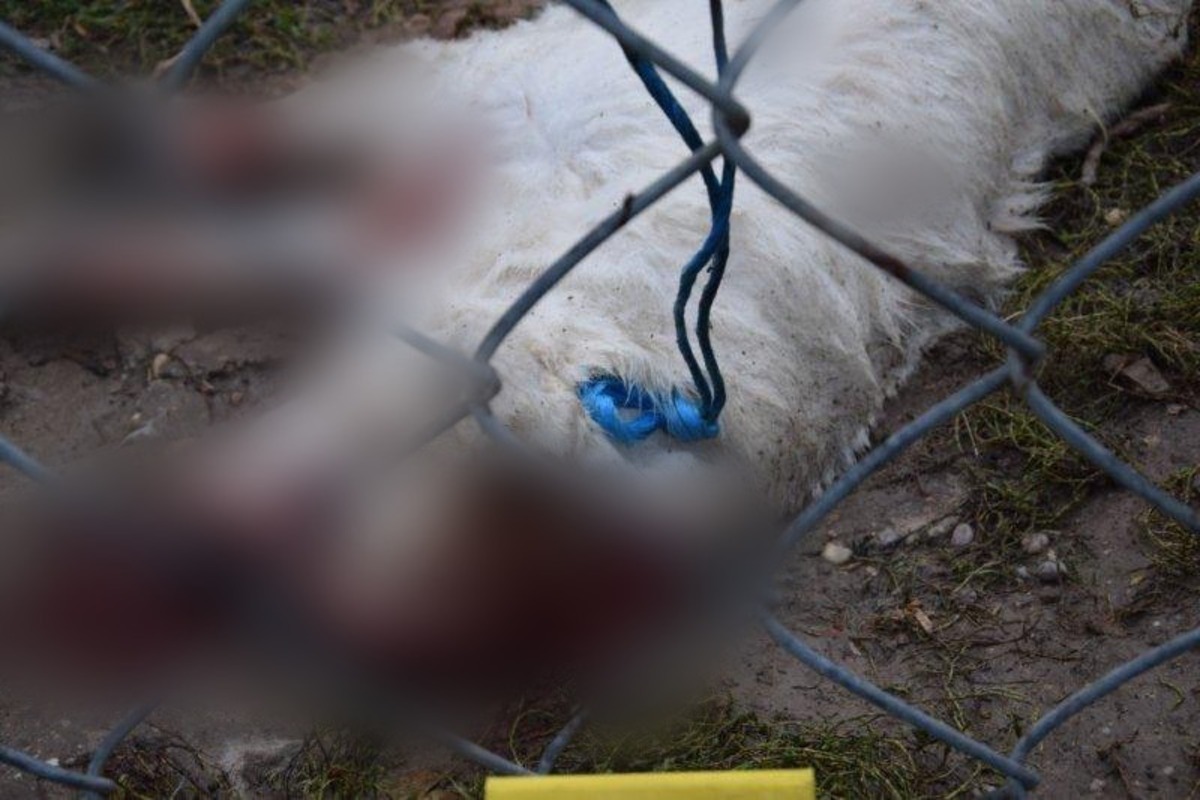 FOTO: Muž zo Svodína utýral svojho psa na smrť, už ho obvinili, foto 2