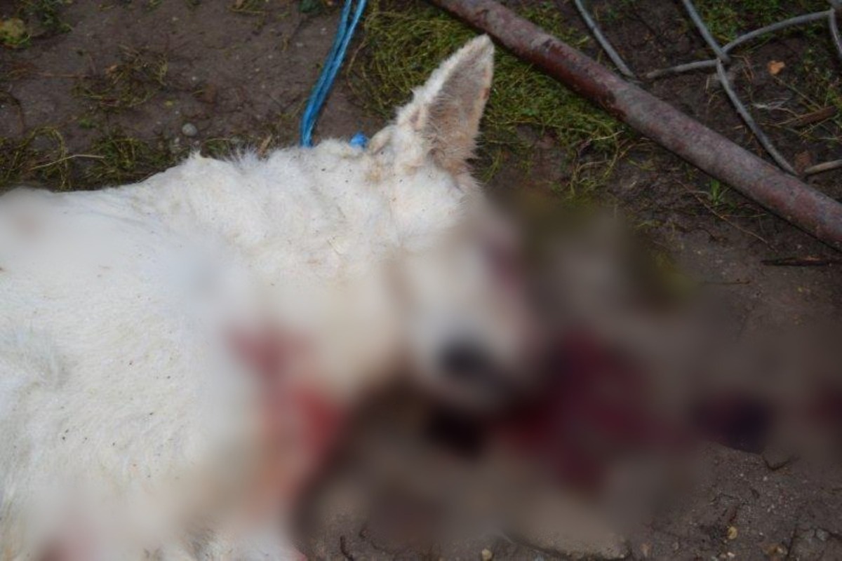 FOTO: Muž zo Svodína utýral svojho psa na smrť, už ho obvinili, foto 3