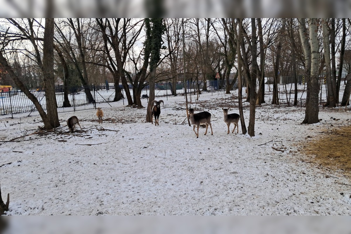 FOTO: Kŕmenie zvierat v nitrianskom parku môže byť nebezpečné, veterinárka prosí verejnosť o zodpovednosť, foto 1