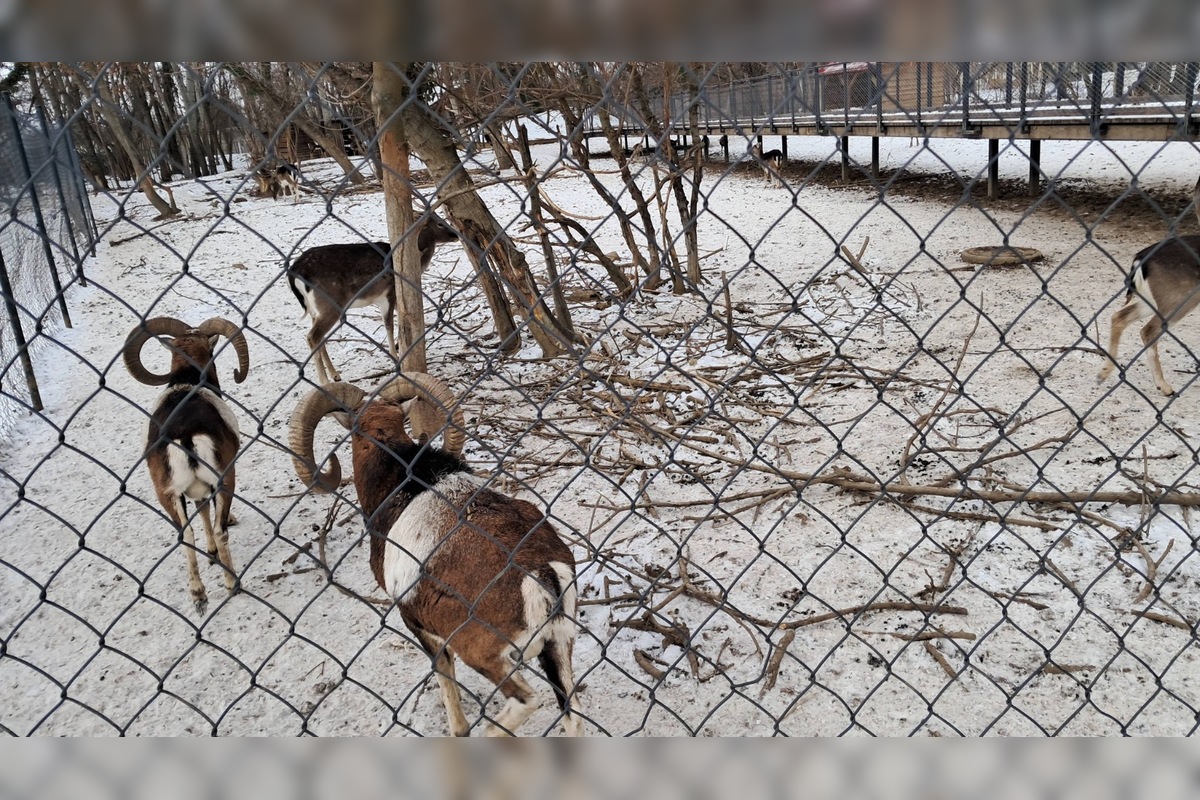FOTO: Kŕmenie zvierat v nitrianskom parku môže byť nebezpečné, veterinárka prosí verejnosť o zodpovednosť, foto 2